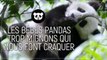 Nés en Chine : les bébés pandas trop mignons qui nous font craquer !