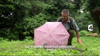 Les 10 serpents les plus dangereux - 19 aout
