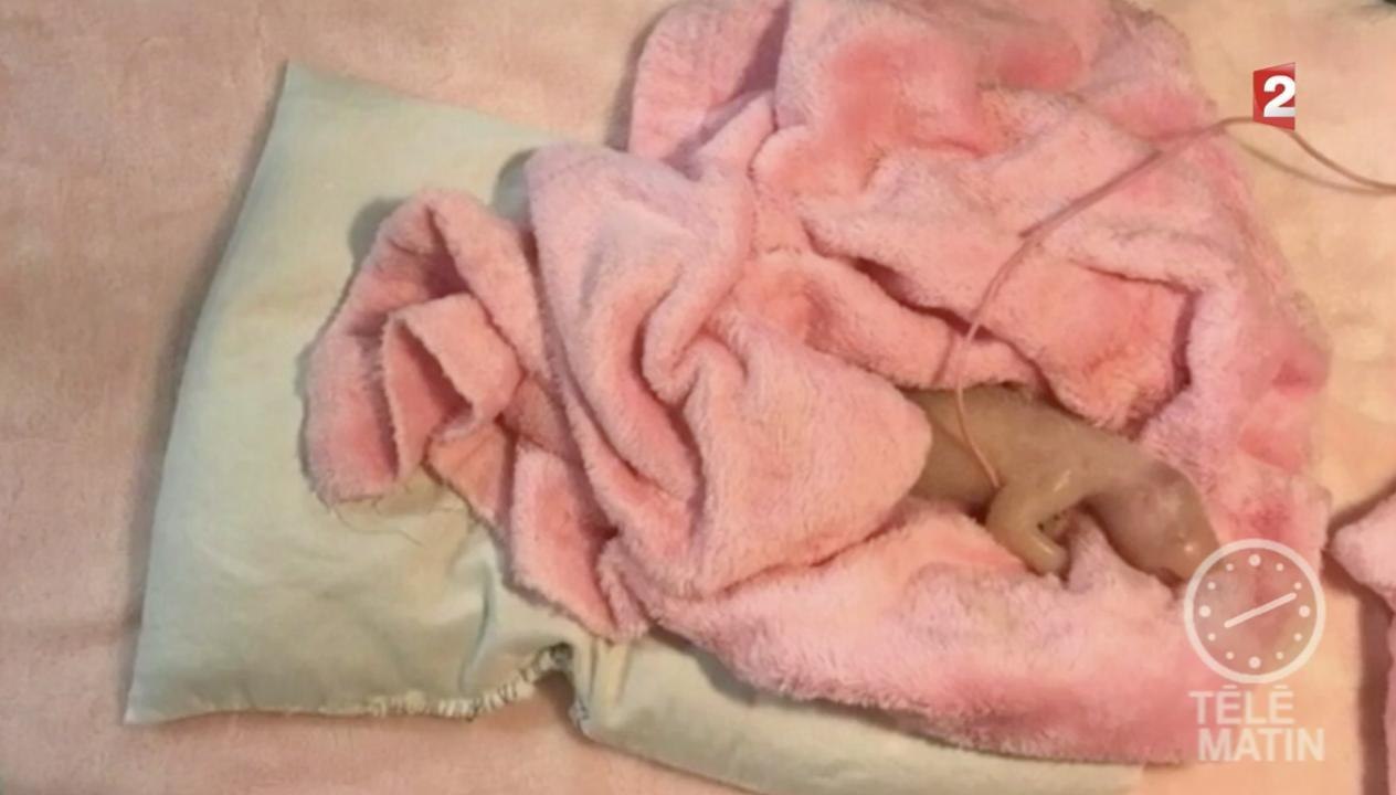 Huan Huan a mis bas au zoo de Beauval, mais un des bébés pandas n'a pas survécu