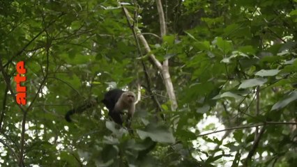 À la découverte des mers du Sud - 1 juillet