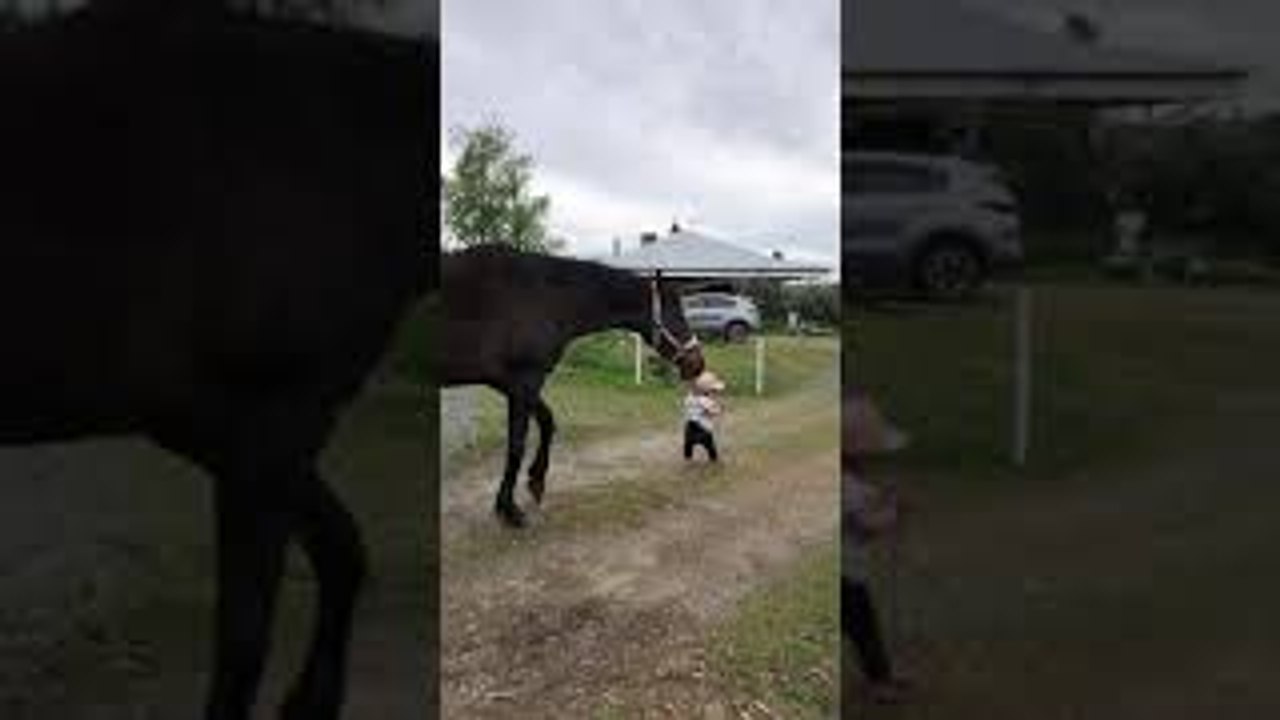 Little Girl Leads Horse video Dailymotion