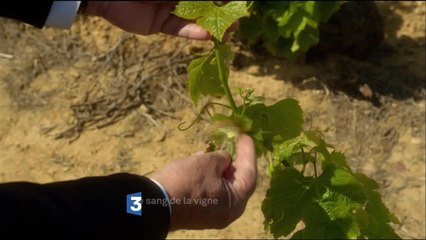 Le sang de la vigne - 17 juin