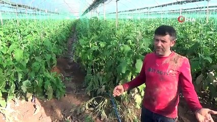 Kumlucalı üreticiler sel sonrası seralarda dezenfekte çalışmasına başladı