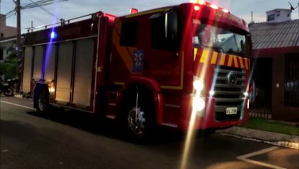 Moradores acionam Bombeiros para capturar porco espinho que estava 'preso' sobre árvore no Parque Verde