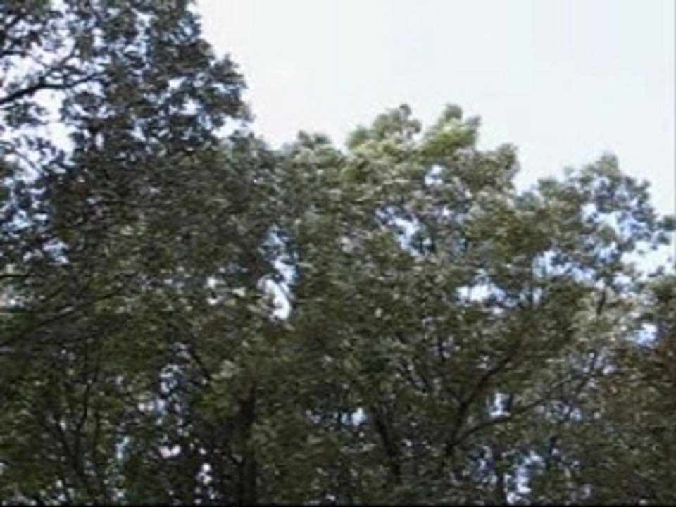 Les vignes du Mistral