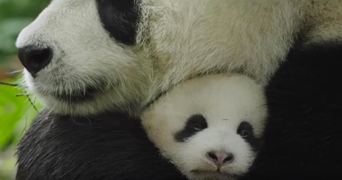 Nés en Chine : bande-annonce du nouveau film DisneyNature