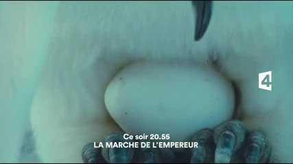 La marche de l’empereur - 30 avril