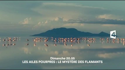 Les ailes pourpres : le mystère des flamants - 30 avril