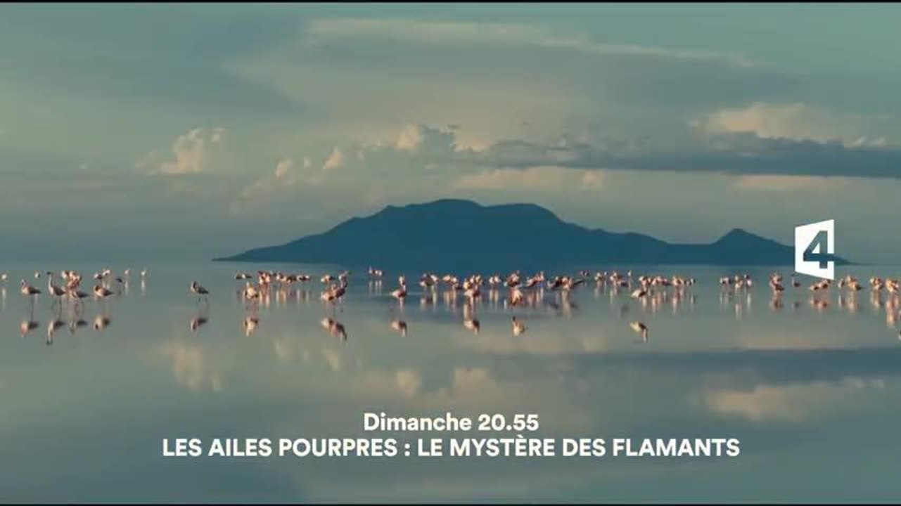 Les ailes pourpres : le mystère des flamants - 30 avril