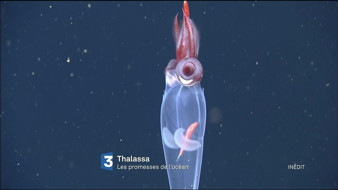 Thalassa - 31 mars