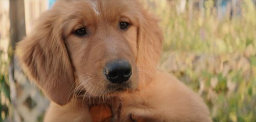 Mes vies de chiens : ces bêtes à poils trop mignonnes vont vous donner le sourire !