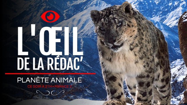 Faut-il regarder Planète animale sur France 2 ? Notre avis dans L'oeil de la rédac'