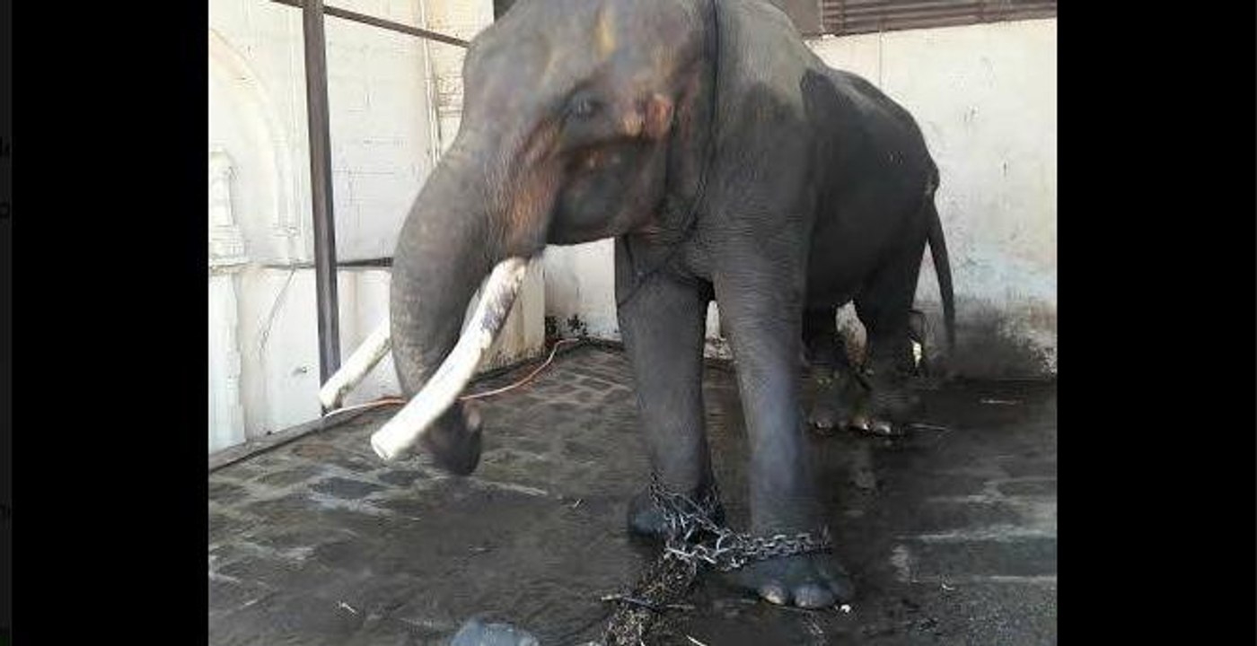 Un éléphant torturé pendant 50 ans pleure de joie après sa libération