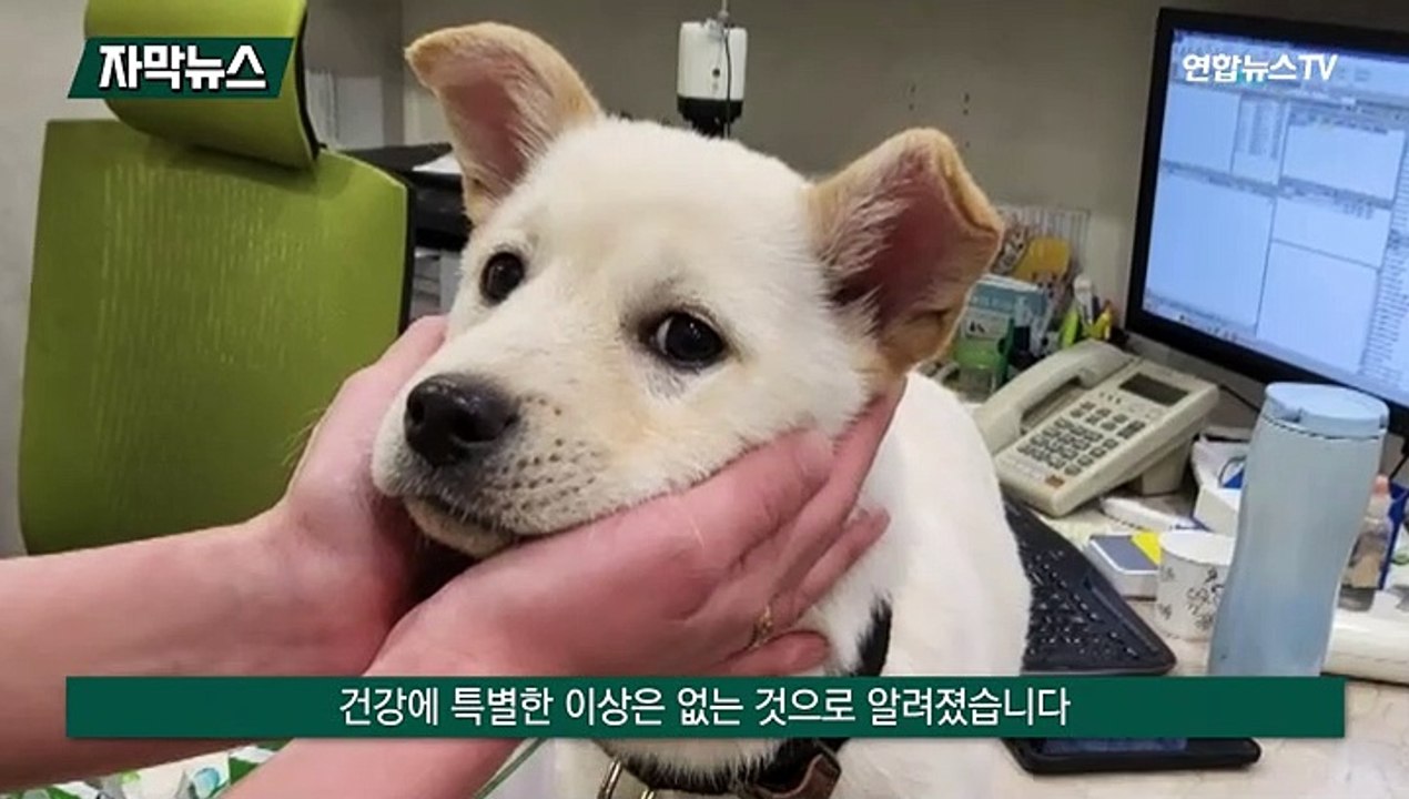 [자막뉴스] 빙판 위 강아지 학대 견주 입건…"처벌 솜방망이"