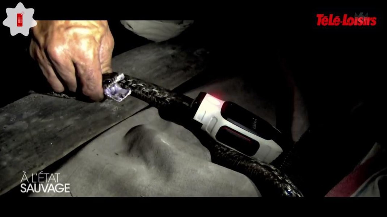 M.Pokora et Mike Horn capturent une vipère et... la mangent ! Zapping télé-réalité