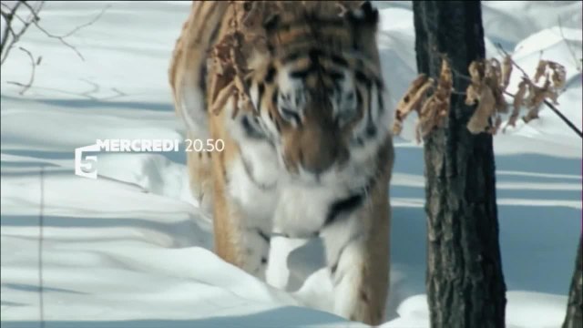 Terres sauvages de Russie - 28 décembre
