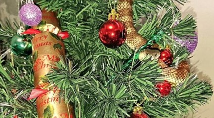 Un serpent venimeux se glisse dans son sapin de Noël