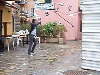 vole parmis les pigeon