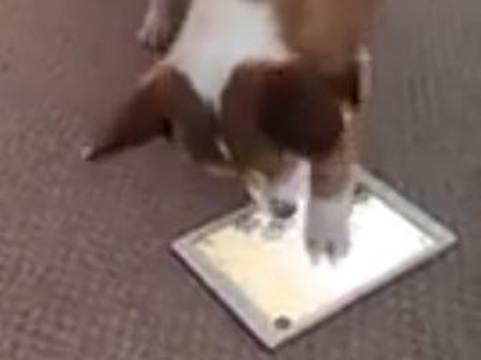 Ce chien va avoir une drôle de surprise... Qui...