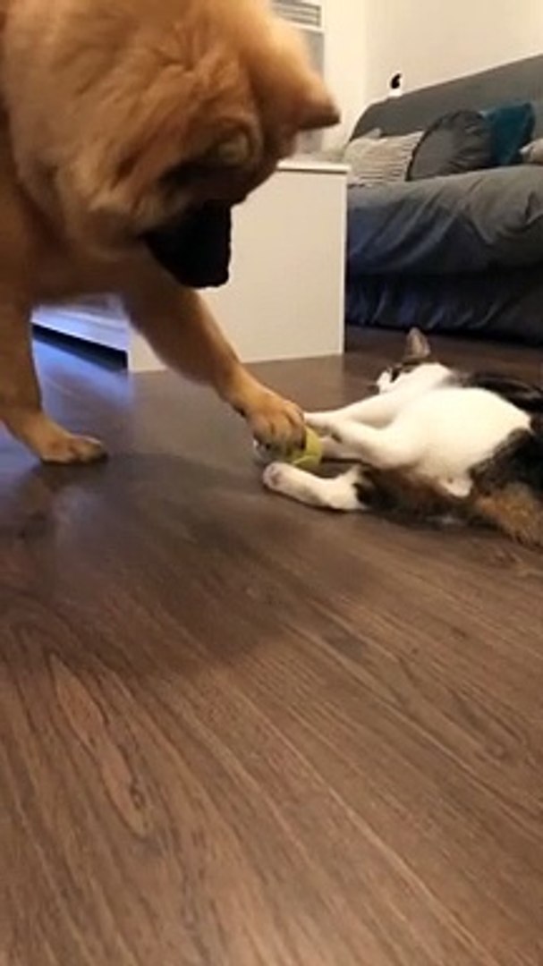 ⁣Love funny pets