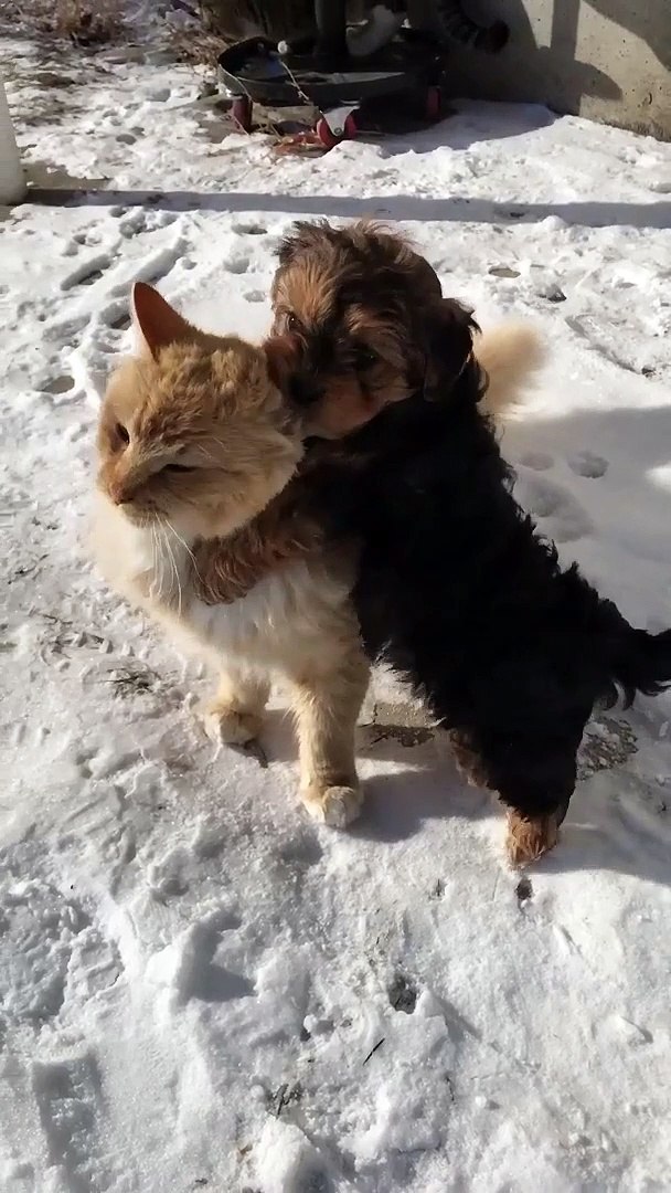 ⁣Lovely pets
