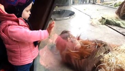 Un orang-outan pro du Break dance... Le Zapping Web