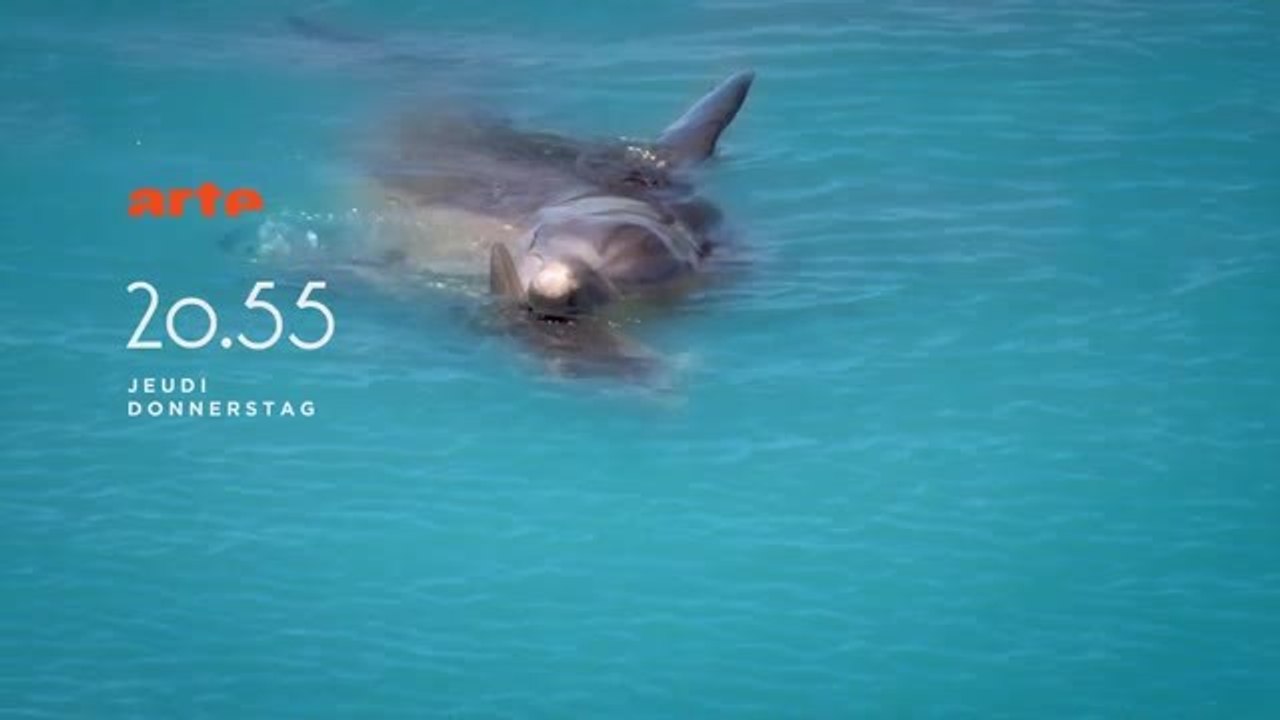 Bande-annonce - les bébés dauphins - Arte (jeudi 4 août à 20h55)