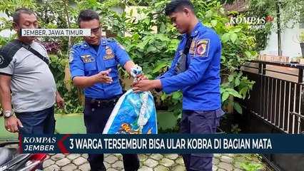 3 Warga di Jember Tersembur Bisa Ular Kobra di Bagian Mata