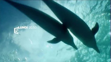 Bande-annonce - Séductions Animales (France 5) Lundi 20 juin à 20h50
