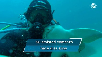 Buzo se hace amigo de un tiburón blanco; 10 años después lo busca para que la acaricie