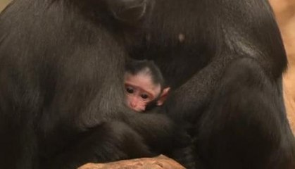 Carnet rose au zoo. Bienvenue aux nouveaux-nés !