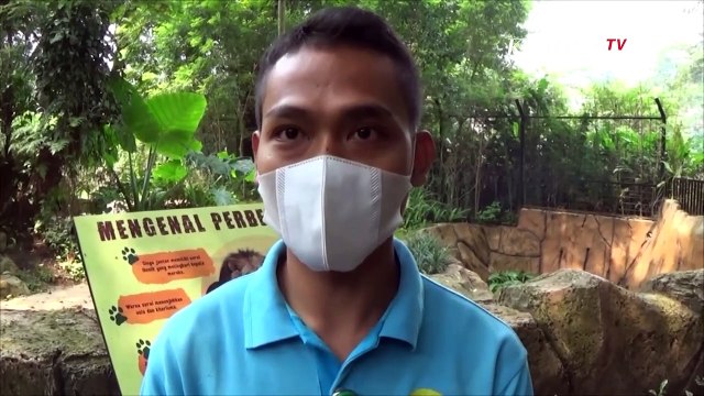 2 Anak Singa Penghuni Baru Kebun Binatang Bandung
