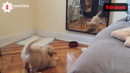 Trop mignon : ce petit chien découvre son reflet pour la première fois... Le Zapping du Web (VIDEO)