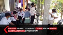 Cerita Viral Kakek Katimen Ditipu Pedagang Kambing