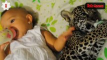 Zapping web : une petite fille et un bébé jaguar prennent ensemble leurs biberons