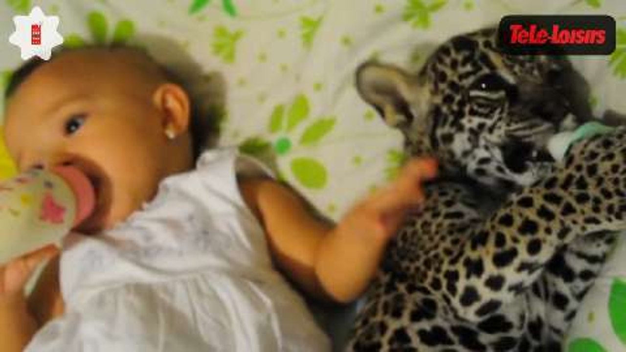 Zapping web : une petite fille et un bébé jaguar prennent ensemble leurs biberons