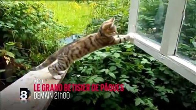 Bande-annonce - le Grand Bêtisier (D8)