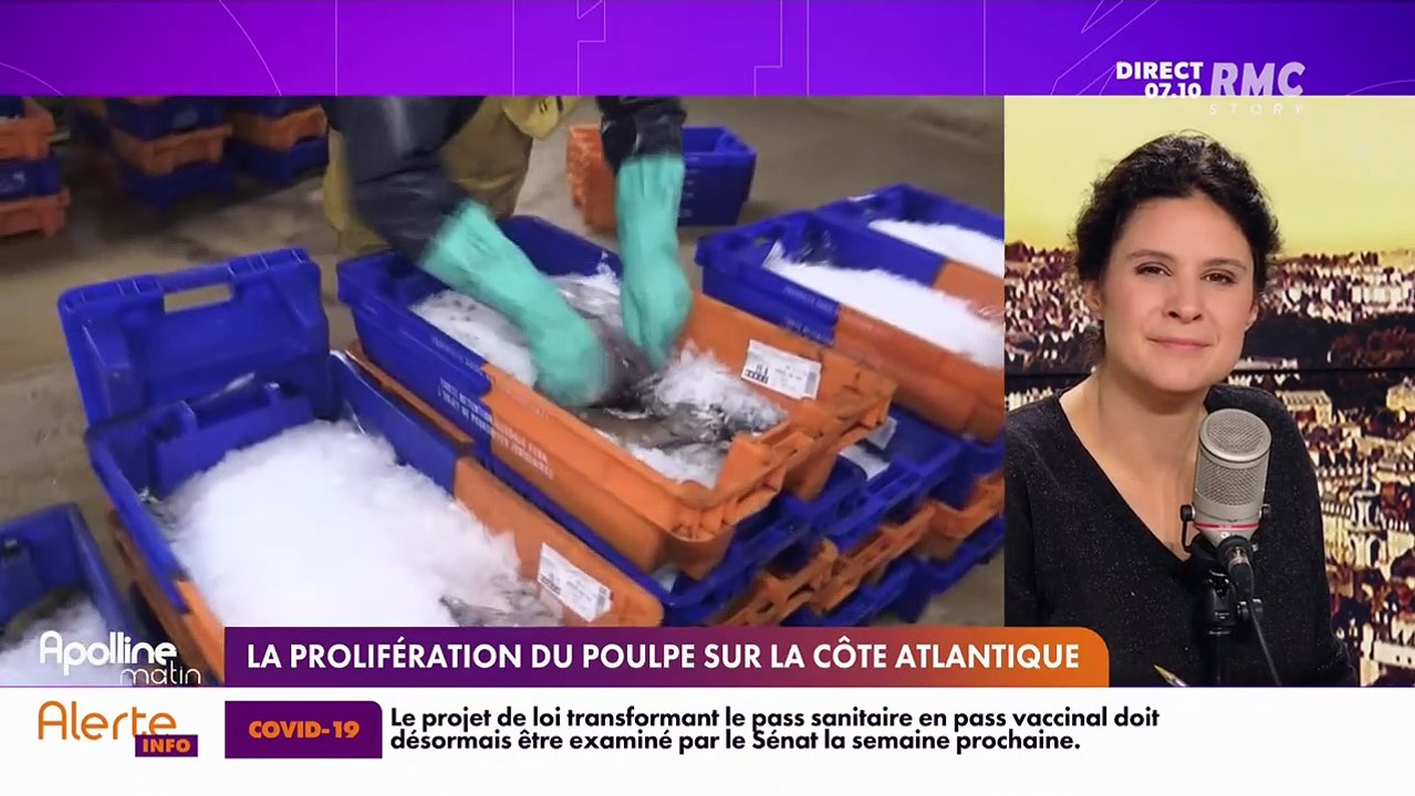 RMC chez vous : La prolifération du poulpe sur...