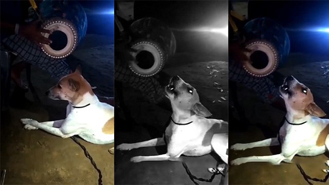 कुत्ते ने गाया गाना , सोशल मीडिया पर वीडियो वायरल