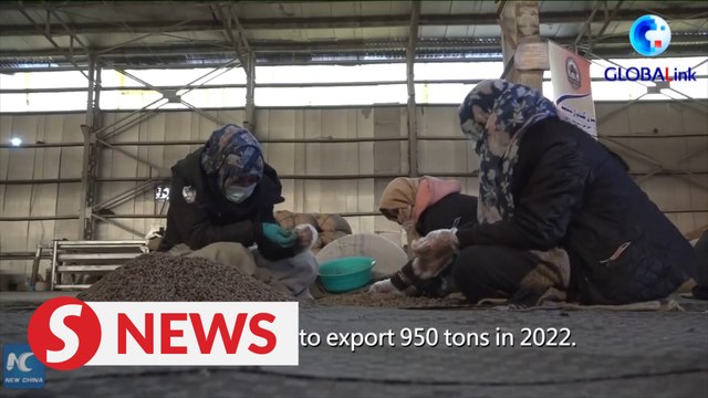 China's love for pine nuts helps boost Afghan exports
