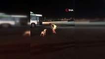 Otobüs şoförünün köpekle yaşadıkları sosyal medyayı salladı