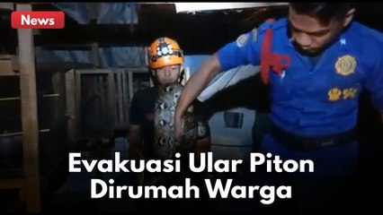 DRAMATIS !! EVAKUASI ULAR PITON DIRUMAH WARGA !!