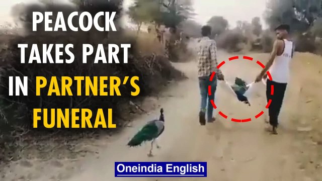 Rajasthan: Peacock takes part in the funeral of its partner, video goes viral| Oneindia News