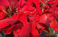 Roland Motte, jardinier : conservez votre amaryllis d'année en année