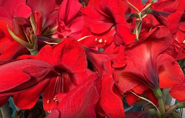 Roland Motte, jardinier : conservez votre amaryllis d'année en année