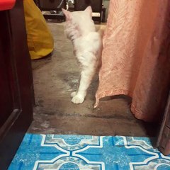 Perjalanan Kisah Hidup Si Kucing Messi