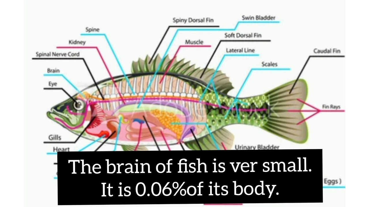 Some fishes can walk.watch to know. video Dailymotion