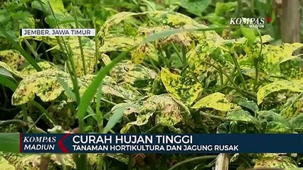Curah Hujan Tinggi, Tanaman Hortikultura Dan Jagung Rusak
