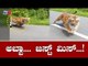 Tiger Chasing Bike Rider In Bandipur | Chamarajanagar | TV5 Kannada