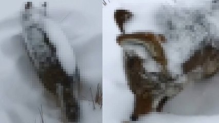 Erzurum’da kurt ayakta dondu